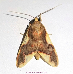 Trichromia declivis