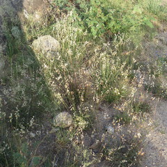 Bouteloua chondrosioides