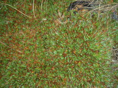 Dichanthelium cynodon