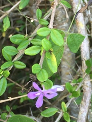 Magnoliopsida