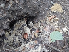 Dolichovespula sylvestris