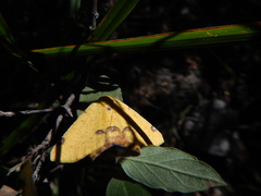 Nepheloleuca illiturata