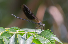 Calopteryx haemorrhoidalis