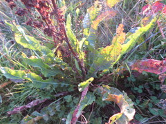 Chaetocnema concinna