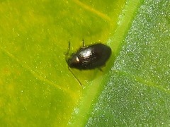 Chaetocnema concinna