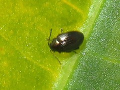 Chaetocnema concinna