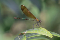 Calopteryx haemorrhoidalis