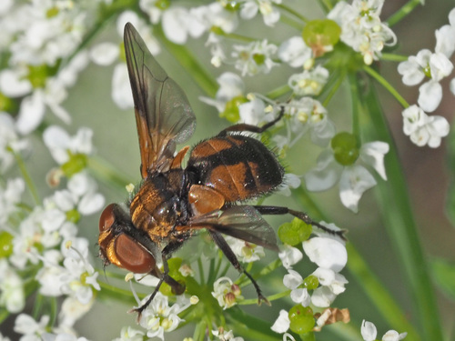 Ectophasia crassipennis nuotrauka