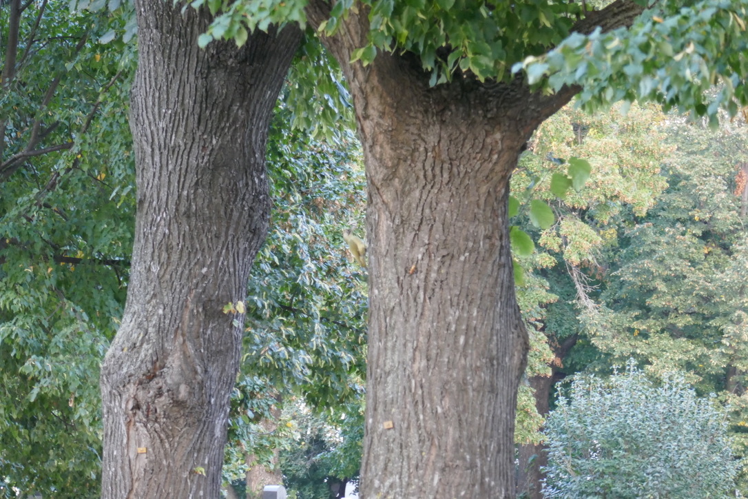 European Green Woodpecker