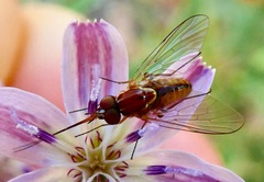 Phthiriinae