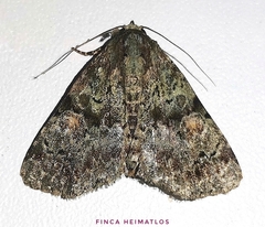 Eudyops fuscoviridis