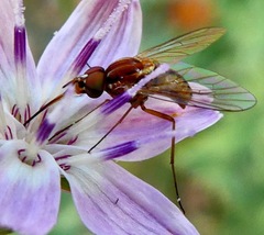 Phthiriinae