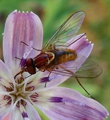 Phthiriinae