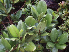 Melicope clusiifolia