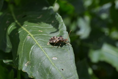 Centrocoris spiniger