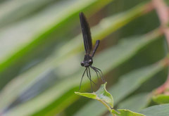 Calopteryx haemorrhoidalis