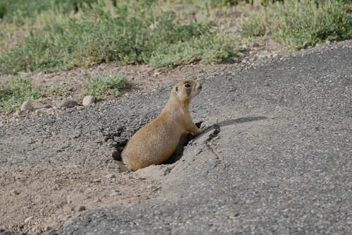 Utah Prairie Dog