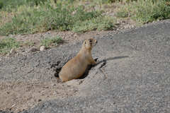 Cynomys parvidens