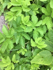 Aegopodium podagraria