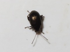 Chaetocnema concinna