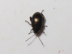 Chaetocnema concinna