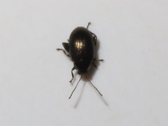 Chaetocnema concinna