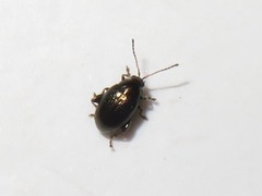 Chaetocnema concinna