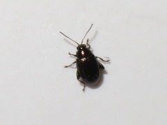 Chaetocnema concinna