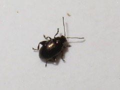Chaetocnema concinna