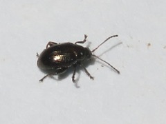 Chaetocnema concinna