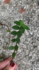 Callisia repens