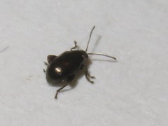 Chaetocnema concinna