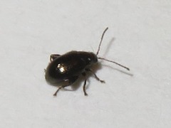 Chaetocnema concinna