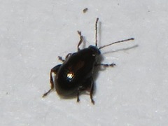 Chaetocnema concinna