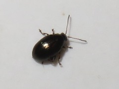 Chaetocnema concinna