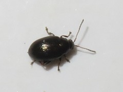 Chaetocnema concinna