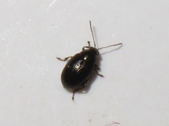 Chaetocnema concinna