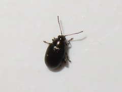 Chaetocnema concinna