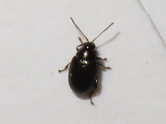 Chaetocnema concinna