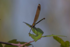 Calopteryx haemorrhoidalis