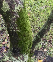 Bryophyta