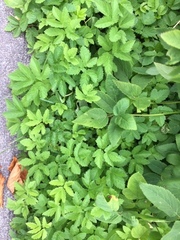 Aegopodium podagraria