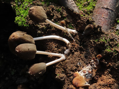 Coprinellus angulatus