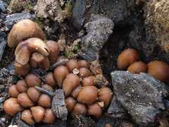 Coprinellus angulatus