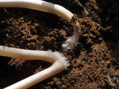 Coprinellus angulatus