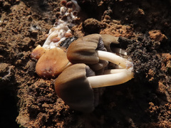 Coprinellus angulatus