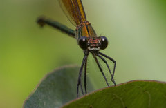 Calopteryx haemorrhoidalis