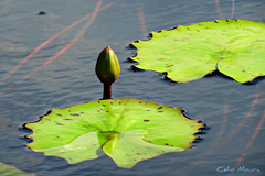 Nymphaea rudgeana