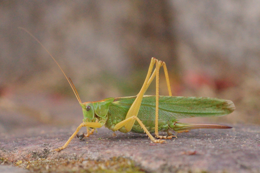 Great Green Bush-cricket (Tettigonia viridissima) · iNaturalist