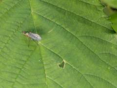 Dolichopus griseipennis